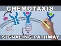 Chemotaxis Signalling Pathway