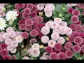 stock photo Flower