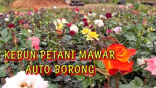 Download CUMA 5RIBU AN. SURGA TERSEMBUNYI KEBUN MAWAR 😭 MP3