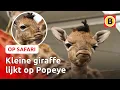 Download Lagu Babyboom bij de giraffen 🦒| Op Safari #5