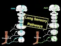 Long sensory pathways