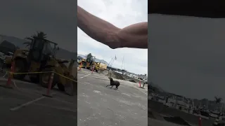Lunch time attack lol ! #Fyp #dream #pets #vlog #work