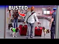 Download Lagu Airport Sniffer Dogs EXPOSE Every Dr*g Smuggler!