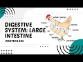 POULTRY 1 Digestive System of Chickens The Large Intestine Module 19 5 Student Output