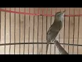Download Lagu Suara burung kerak basi alis putih GACOR , Pancingan Cigrok bahan agar cepat bunyi EMOSI