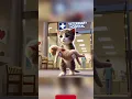 Download Lagu Kindness conquers all#cats #ai #3d #trending #fyp #song #music #story #viral
