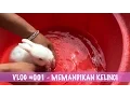 Download Lagu Vlog #1 - Memandikan Kelinci - Mini Netherland Dwarf Usia 2 Bulan