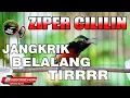 Download Lagu KONIN GACOR FULL ISIAN CILILIN ZIPER KASAR BELALANG MANTAP UNTUK PANCINGAN MASTERAN KOLIBRI NINJA