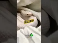 Lagu Beautiful Blizzard! #molinarosnakelab #cornsnake #blizzard #pets #snakepet #witchy #whitesnake #diy