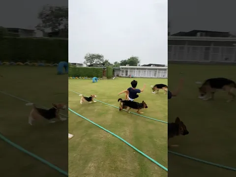 Dogs Jada Naughty hai yah Bache 😱🤣 #doglove #pets #funnydogs