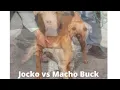 Evolution kennels Macho Buck vs Chavis Jocko - MeltDown