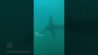 Adventures #27 of 57 I really love diving the La Jolla Cove kelp forests with San Diego Scuba Pros!