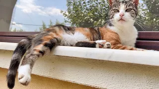 A Super Hot Day with 21 Cats !! (10+8+3)