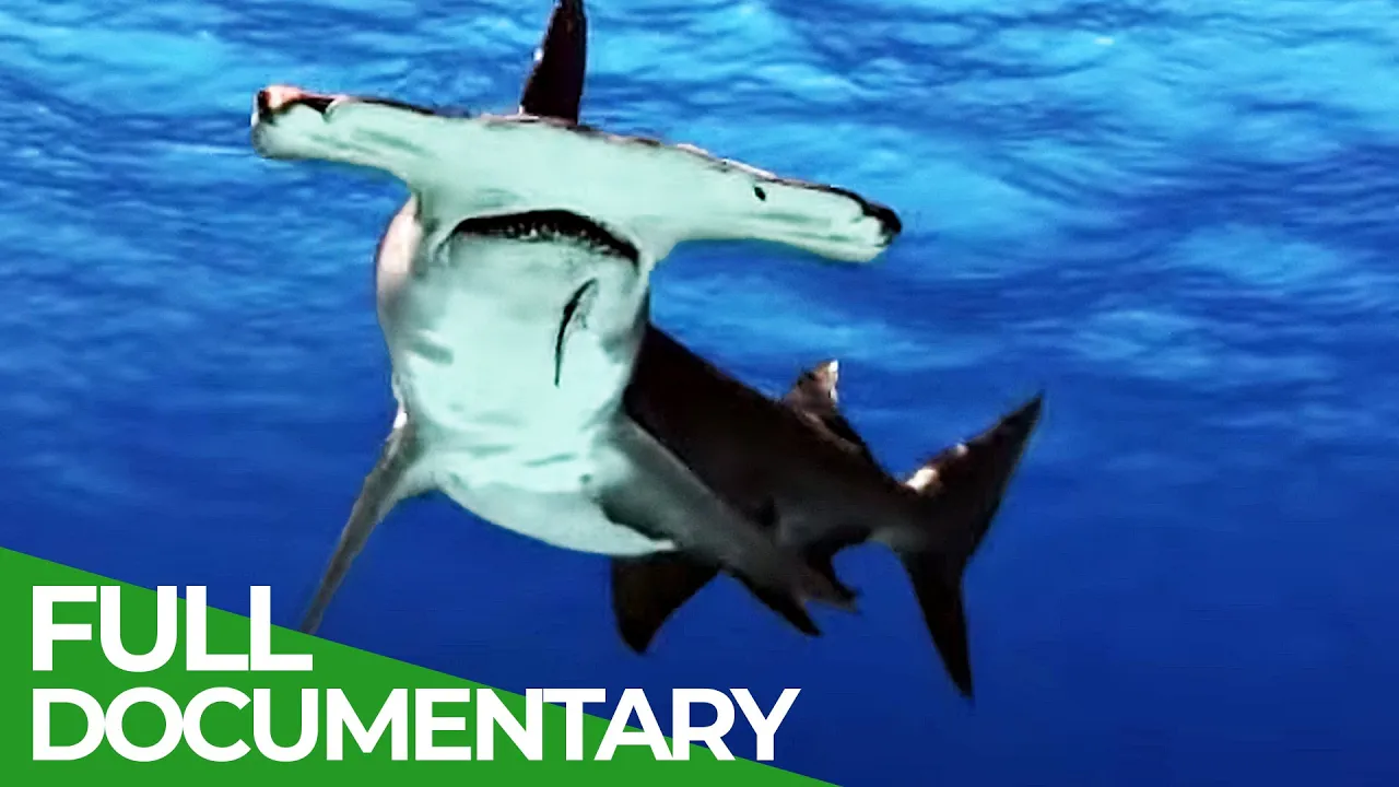 Animal's Super Senses - Superhuman Senses | Free Documentary Nature