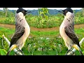 Download Lagu suara burung kutilang ASLI tanpa isian, gacor memanggil lawan mendekat