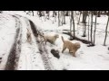 Australian Labradoodles in the woods