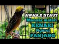 Download Lagu 99'9% bikin EMOSI, SUARA BESETAN MANYAR GACOR ampuh buat PANCINGAN MANYAR BAHAN \u0026 MANYAR MALAS BUNYI