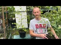 Birch Trees From Seed - 2 Year Update