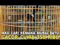 Download Lagu MAU NYARI KEMANA !!! MURAI BATU GACOR WARNA ANEH CUMA 350 RIBU DI PASAR BURUNG PRAMUKA 