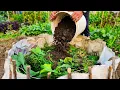 We Built These Garden Beds From Scrap The Results Surprised Us
