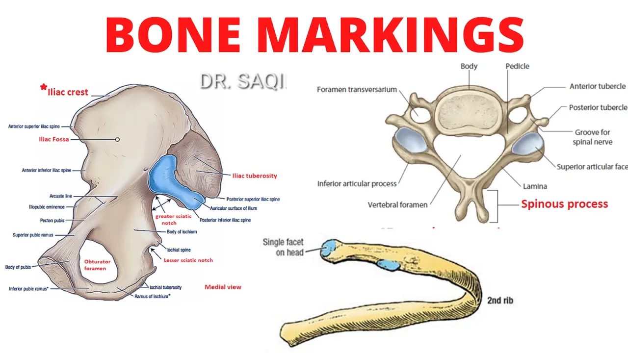 Bone Markings