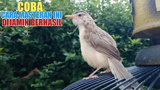 how to master the paddy cablek using mp3 and real gacor bird