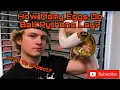 How Many Eggs Do Ball Pythons Lay What To Expect