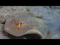 Lagu RED SEA - EGYPT 27 - MARSA ALAM - BLUESTOPPED STINGRAY