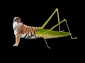 Download Lagu OOO combo are real animal be like: