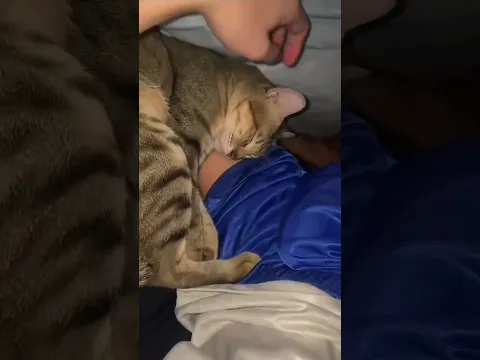 Mi gatito Luca ❤️