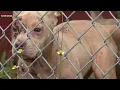 Seminole County seeks legal custody of 38 dogs found starving in home