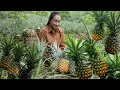 Download Lagu De gigantische ananassen die op de heuvels worden geoogst, worden naar de markt gebracht om heerl...