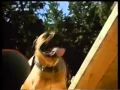 Download Lagu Homeward Bound II Lost in San Francisco UK VHS Trailer