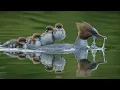 New Show Austria s Wild Heritage - One Country Six National Parks National Geographic MENA