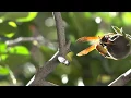 Farm Factor - Plain Talk Figs 18