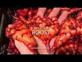 Download Lagu Harvesting oca (Oxalis tuberosa)
