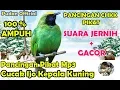 Download Lagu SUARA PIKAT MP3 - PANCINGAN PIKAT CUCAK IJO KEPALA KUNING GACOR SUARA JERNIH 1 JAM NONSTOP