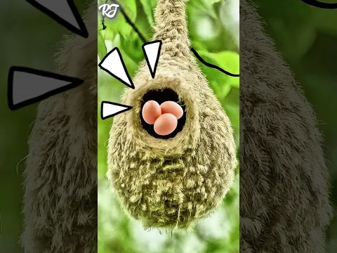 Snakes Can’t Find These Bird Eggs! 🐍🥚