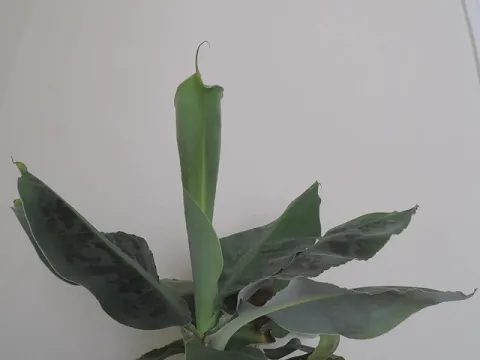 Download MP3 Time lapse study: Banana Plant Leaf