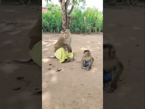 Good Video SokYaa,OG, Pao & Mom Are Famous Around The World #shorts