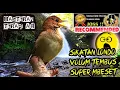 Download Lagu Sikatan Londo Gacor Full Isian - Masteran Burung Fighter Full Mbeset Terapi Air