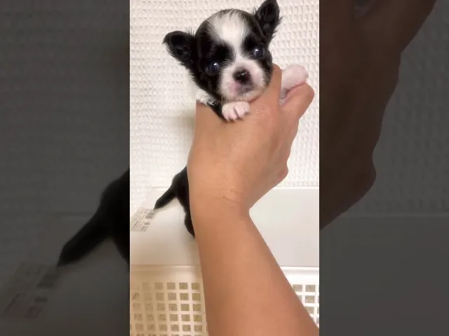 動画