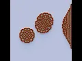 Labyrinth Reaction-Diffusion Turing Pattern - Morphogenesis