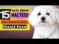 15 Important Facts About Maltese Dogs All New Prospective Owners Should Know