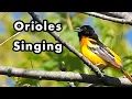 Seperti Apa Suara Burung Oriole? - Suara dan Suara Burung Oriole Baltimore - Efek Suara