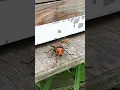 Lagu Clever Honeybee Dodges Giant Hornet and Slips Into Hive
