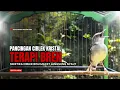 Lagu Burung Ciblek SEMI Gacor NGEBREN Untuk Pancingan Ciblek dan MASTERAN BURUNG Kesayangan Anda