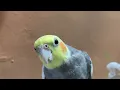 Download Lagu coco the noisy cockatiel 😅