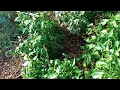 EAST TX GARDEN 903