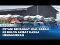 Download Lagu Bulog Kebanjiran Gabah, Harga Tinggi Jadi Daya Tarik Petani